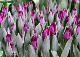 Tulipa San George ® (2)